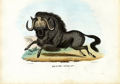 Black Wildebeest, 1863-79 by Raimundo Petraroja